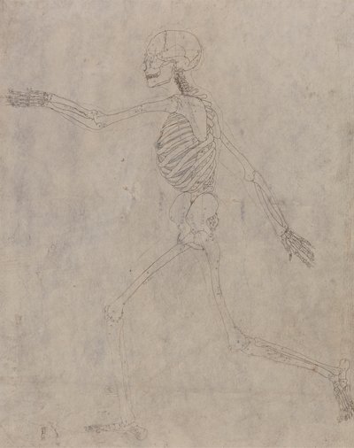 Human Skeleton, Lateral View by George Stubbs