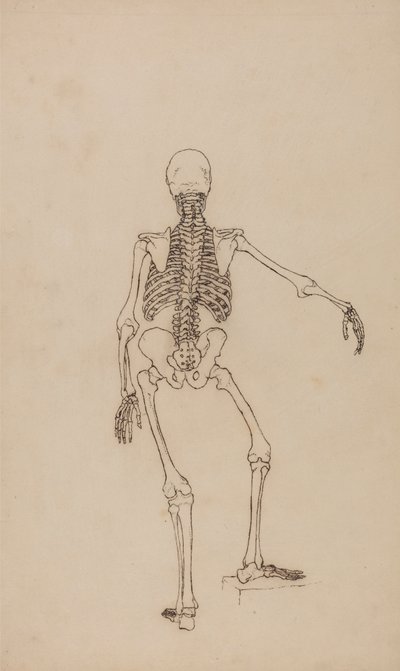 Human Skeleton, Posterior View by George Stubbs