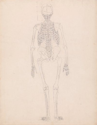 Human Skeleton, Posterior View by George Stubbs