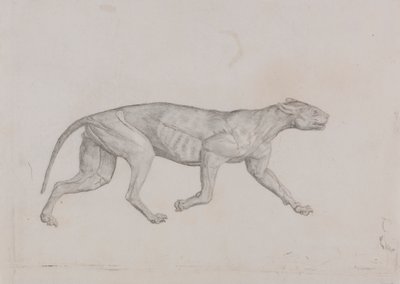 Leopard Body, Lateral View by George Stubbs