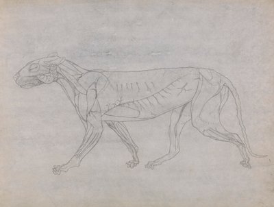 Tiger Body, Lateral View by George Stubbs