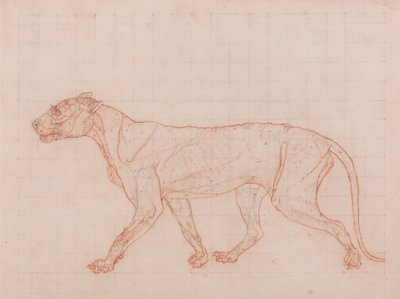 Tiger Body, Lateral View by George Stubbs