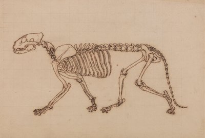 Tiger Skeleton, Lateral View by George Stubbs