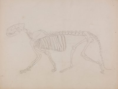 Tiger Skeleton, Lateral View by George Stubbs