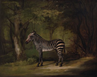 Zebra, exhibited 1763 by George Stubbs