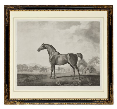 Sweetwilliam by George Townley Stubbs