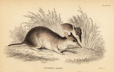 Long-Nosed Bandicoot, Perameles nasuta (engraving) by Georges Robert Waterhouse