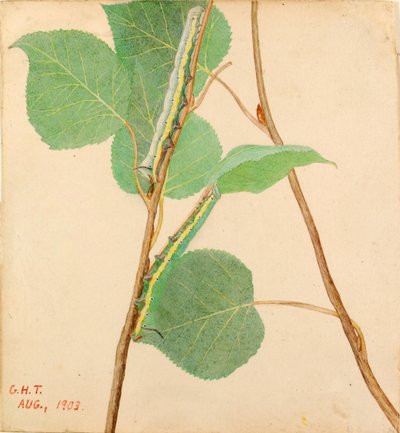 Mirror-Back Caterpillar by Gerald H. Thayer