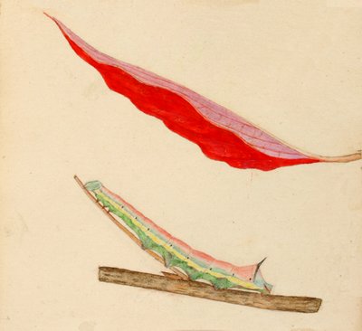 Mirror-Back Caterpillar by Gerald H. Thayer