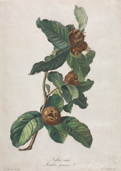 Cultivated Medlar by Gerard van Spaendonck