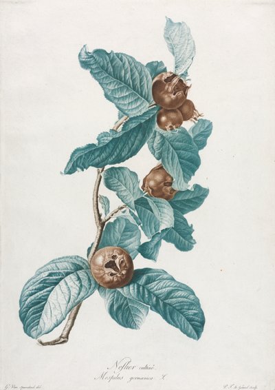 Cultivated Medlar (Mespilus germanica) by Gerard van Spaendonck