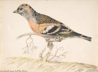 Bramling Fringilla Montifringilla by Gerardus van Veen