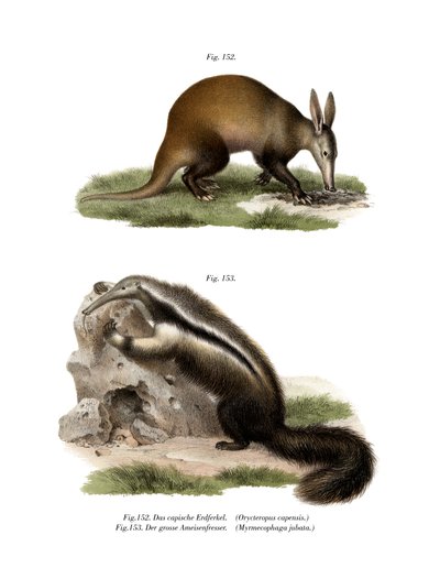 Aardvark by German School