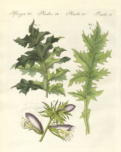 Acanthus plants by German School