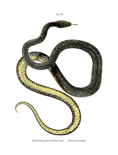 Aesculapean Snake by German School