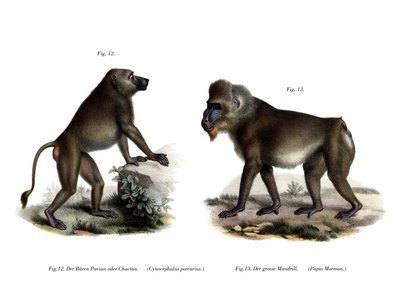 African Baboon by German School