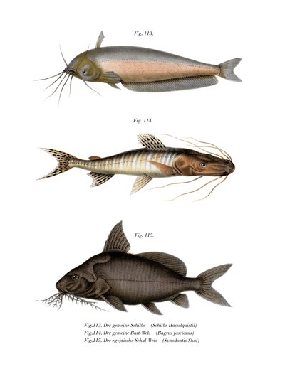 African Butter Catfish by German School