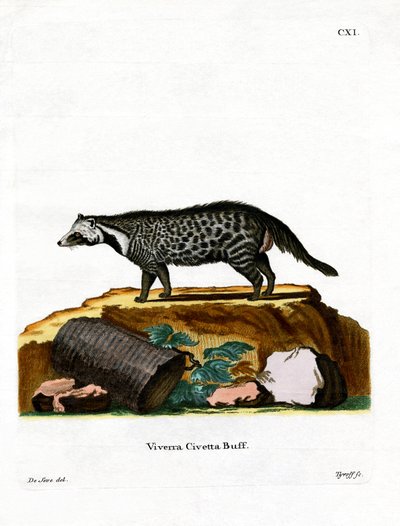 African Civet by German School