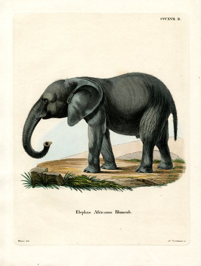 African Elephant by German School