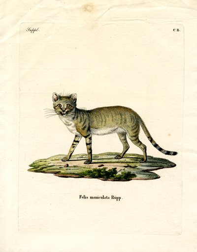African Wild Cat by German School