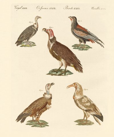 African and Asiatic Vultures by German School