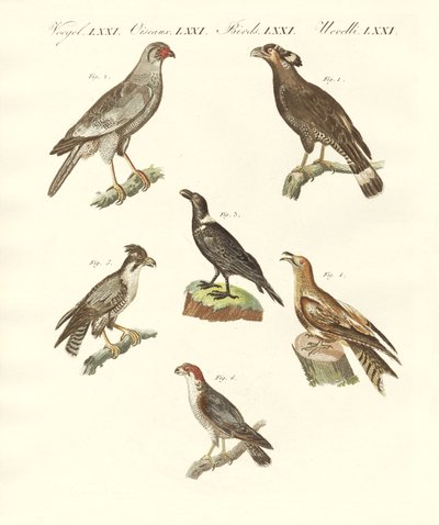 African birds by German School