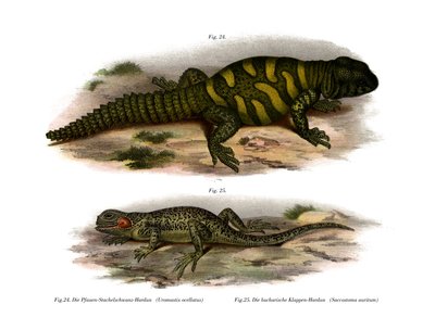 Agama by German School