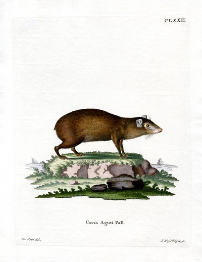 Agouti by German School