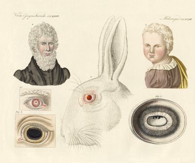 Albinos by German School