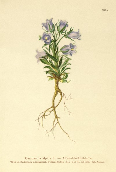Alpine Bellflower by German School