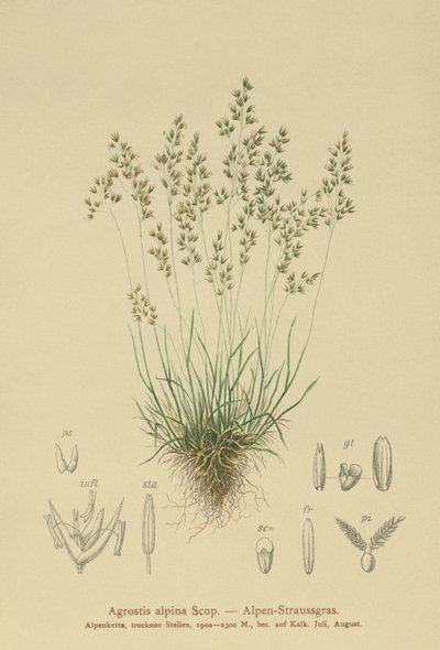 Alpine Bentgrass by German School