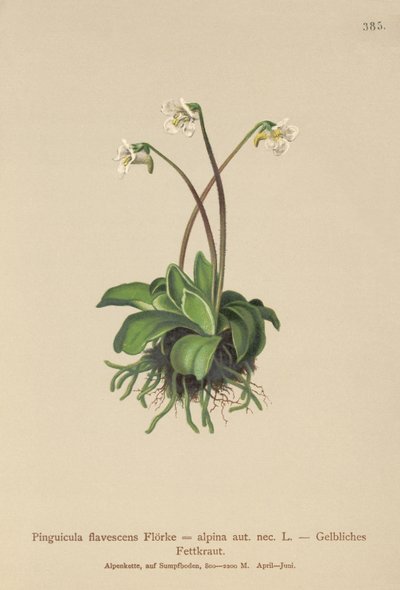 Alpine Butterwort by German School
