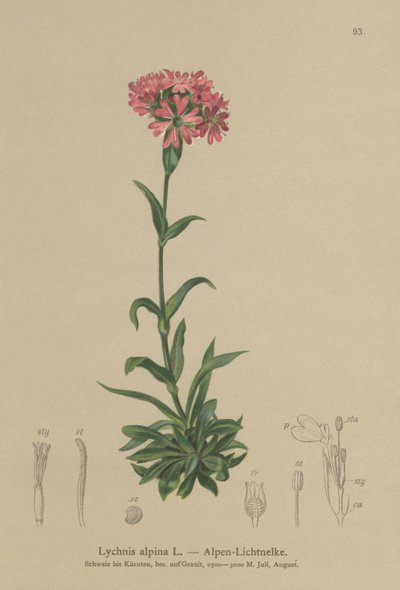 Alpine Catchfly by German School