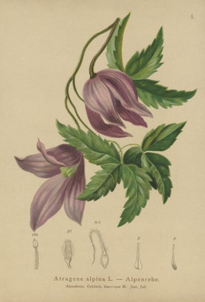 Alpine Clematis (Atragene alpina, Clematis alpina) by German School