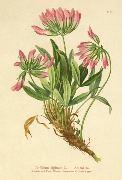 Alpine Clover by German School