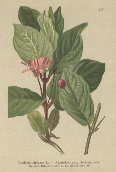 Alpine Honeysuckle by German School