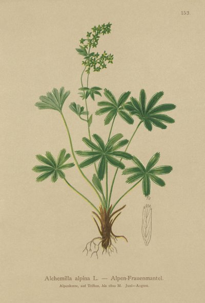 Alpine Ladys-Mantle by German School