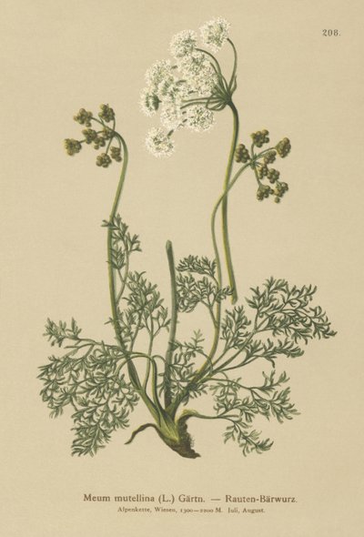 Alpine Lovage by German School