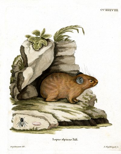 Alpine Pika by German School
