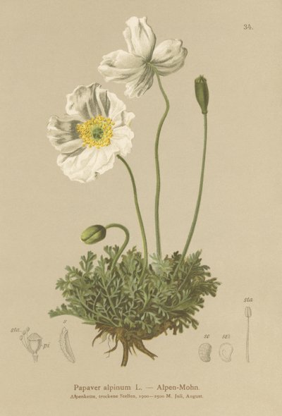 Alpine Poppy by German School