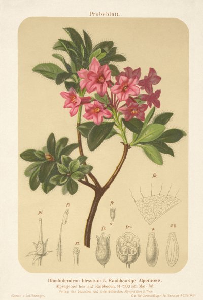 Alpine Rose (Rhododendron hirsutum) by German School