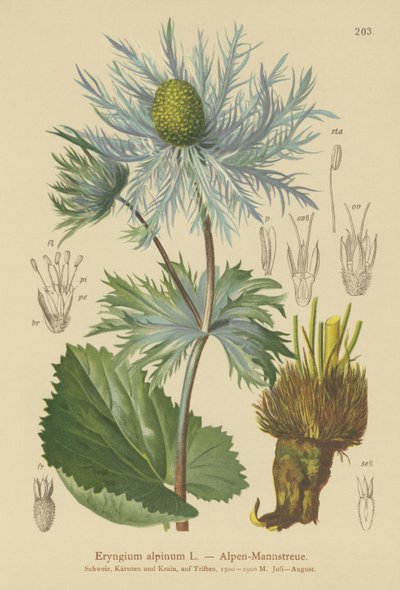 Alpine Sea Holly by German School