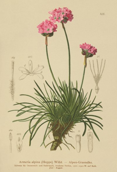 Alpine Thrift by German School