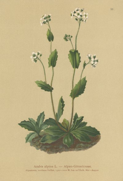Alpine Wall-cress by German School