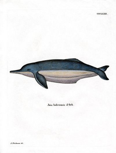 Amazon River Dolphin by German School