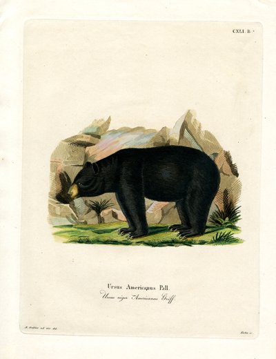 American Black Bear by German School