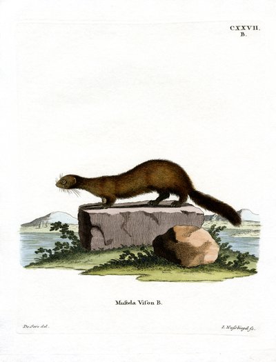 American Mink by German School