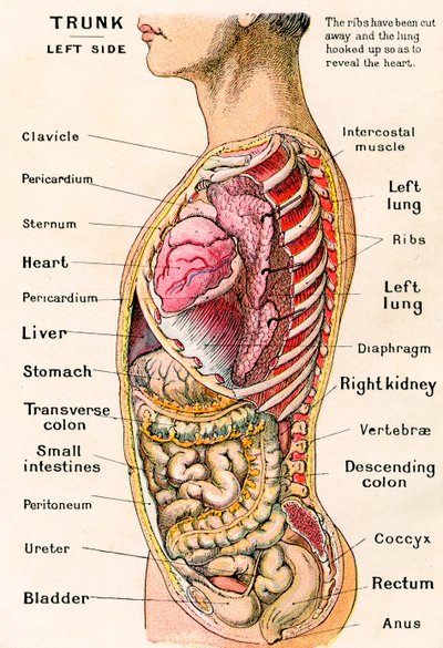 Anatomical View of the Human Torso by German School