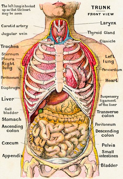 Anatomical View of the Human Torso by German School