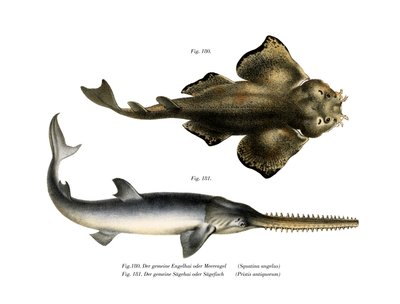 Angle Shark by German School